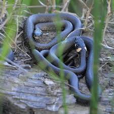 Attēlu rezultāti vaicājumam “Natrix natrix adult”