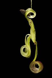 Attēlu rezultāti vaicājumam “Impatiens parviflora fruit”