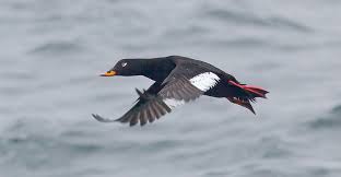 Attēlu rezultāti vaicājumam “Melanitta fusca”