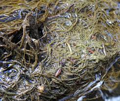 Attēlu rezultāti vaicājumam “Lemanea fluviatilis”