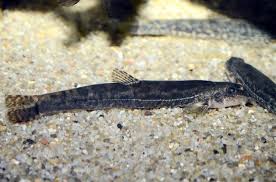 Attēlu rezultāti vaicājumam “Barbatula barbatula”