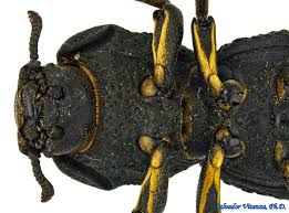 Attēlu rezultāti vaicājumam “Zopheridae”