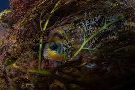 Attēlu rezultāti vaicājumam “Tortula lingulata macro”