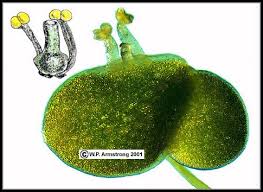 Attēlu rezultāti vaicājumam “Lemnaceae”