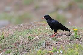 Image result for Pyrrhocorax pyrrhocorax