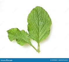 Image result for Borretsch