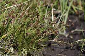 Attēlu rezultāti vaicājumam “Juncus bulbosus”