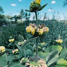 Attēlu rezultāti vaicājumam “Calamagrostis purpurea flower”
