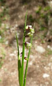 Attēlu rezultāti vaicājumam “Melica nutans flower”
