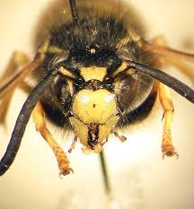 Attēlu rezultāti vaicājumam “Vespula rufa”