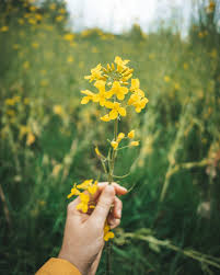 Attēlu rezultāti vaicājumam “Cruciferae”
