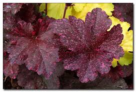 Image result for Heuchera `Midnight Rose`