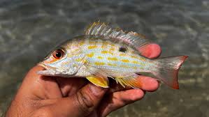 Image result for Lutjanus synagris