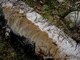 Attēlu rezultāti vaicājumam “Phellinus laevigatus”