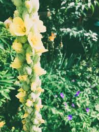 Attēlu rezultāti vaicājumam “Verbascum”