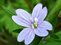 Attēlu rezultāti vaicājumam “Epilobium palustre leaf”
