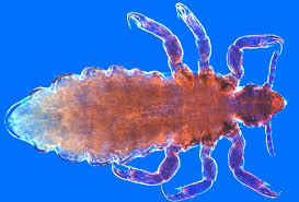 Attēlu rezultāti vaicājumam “Phthiraptera”