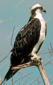 Attēlu rezultāti vaicājumam “Pandion haliaetus”