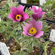 Attēlu rezultāti vaicājumam “Pulsatilla vulgaris flower”