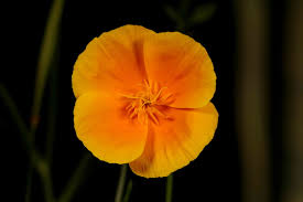 Attēlu rezultāti vaicājumam “Eschscholzia californica fruit”