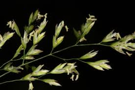 Attēlu rezultāti vaicājumam “Poa nemoralis”