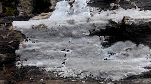 Attēlu rezultāti vaicājumam “Elmerina caryae”