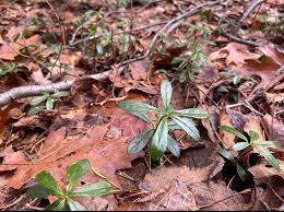 Attēlu rezultāti vaicājumam “Chimaphila umbellata leaf”