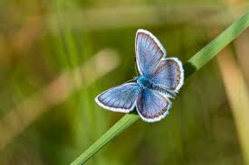 Attēlu rezultāti vaicājumam “Plebejus argus”