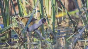 Image result for Porphyrio alleni