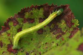 Attēlu rezultāti vaicājumam “Jodis putata”