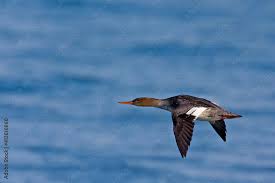 Attēlu rezultāti vaicājumam “Mergus serrator female”