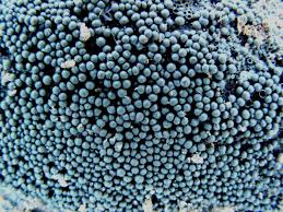 Attēlu rezultāti vaicājumam “Ruzenia spermoides”