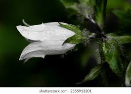 Attēlu rezultāti vaicājumam “Campanula trachelium bud”
