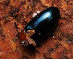 Attēlu rezultāti vaicājumam “Triplax aenea”