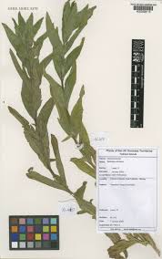 Attēlu rezultāti vaicājumam “Epilobium hirsutum leaf”