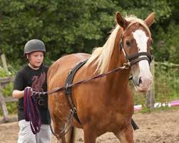 Image result for Shey Copse Riding Centre