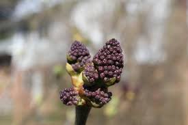 Attēlu rezultāti vaicājumam “Fraxinus excelsior flower”