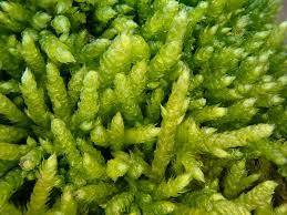 Attēlu rezultāti vaicājumam “Cirriphyllum piliferum”