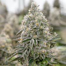 Grapes and Cream strain