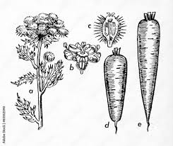 Attēlu rezultāti vaicājumam “Daucus sativus”