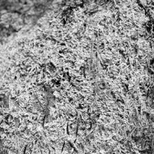 Attēlu rezultāti vaicājumam “Palustriella commutata”