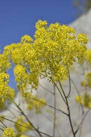 Attēlu rezultāti vaicājumam “Isatis tinctoria”