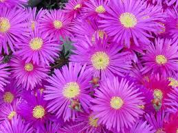 Image result for Chrysanthemum spectabile