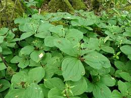 Attēlu rezultāti vaicājumam “Paris quadrifolia”