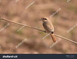 Image result for Lanius isabellinus