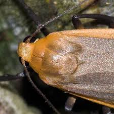 Attēlu rezultāti vaicājumam “Eilema depressa imago”