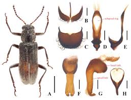 Attēlu rezultāti vaicājumam “Dasytidae”