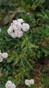 Attēlu rezultāti vaicājumam “Achillea ptarmica leaf”