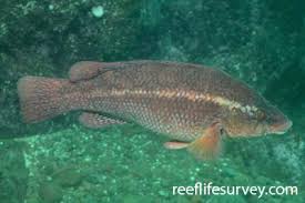 Image result for Labrus bergylta