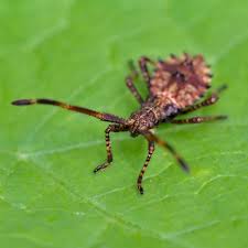 Attēlu rezultāti vaicājumam “Coreus marginatus imago”